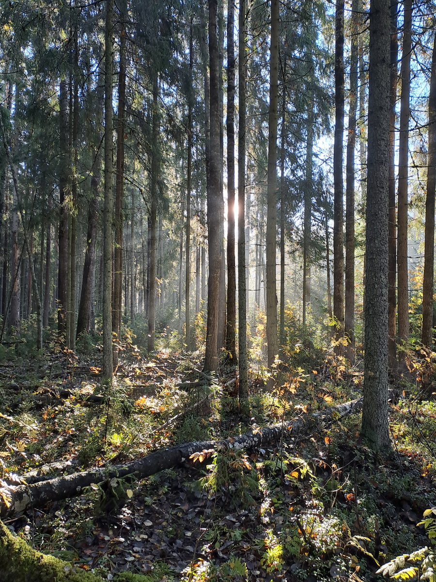 Алла Бочина