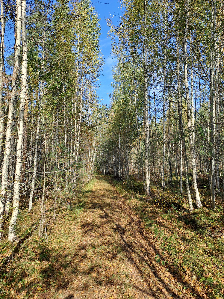 Алла Бочина