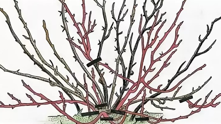 Как обрезать крыжовник весной: схема формирования куста без колючек для удобного сбора