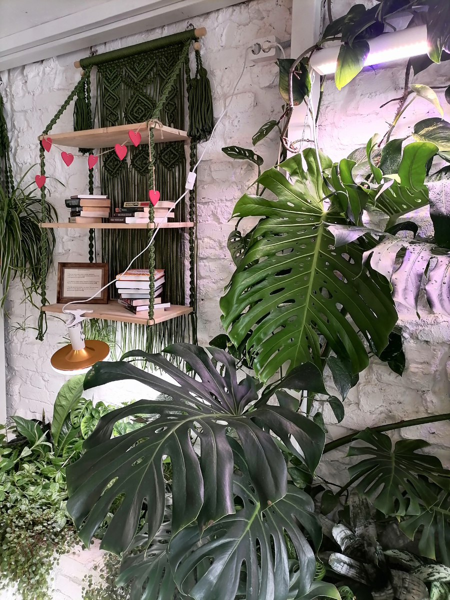 Фото не передаёт РАЗМЕР этих листьев. 