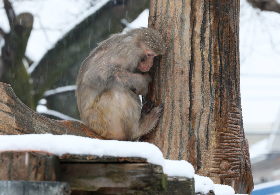    Yoshio Tsunoda/AFLO/Global Look Press