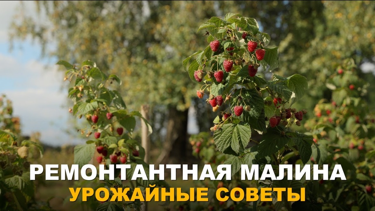 Ремонтантная малина: полная или частичная обрезка в марте? Выбираем стратегию урожая