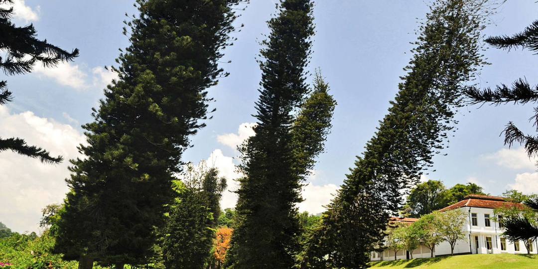 Удивительные сосны Кука — в подборке интересных фактов