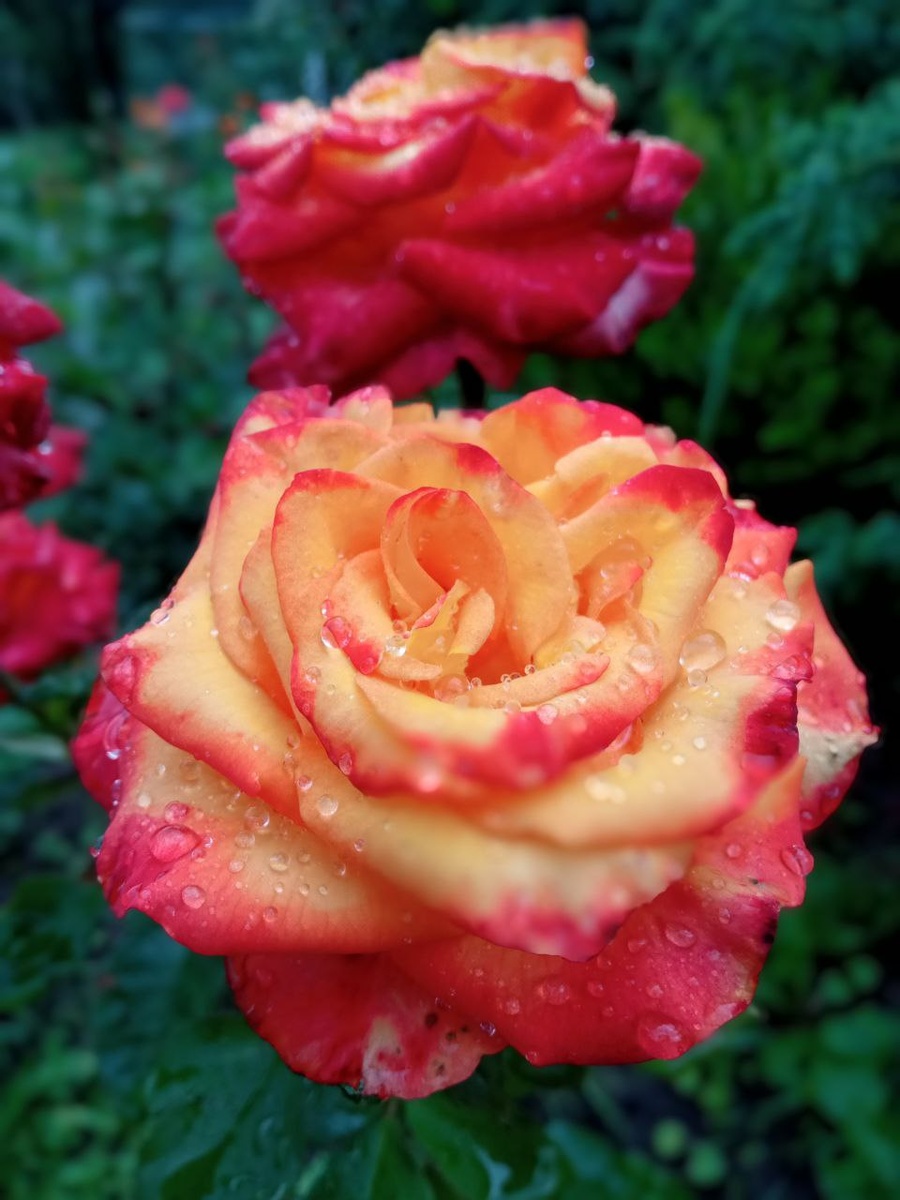 Срезочный сорт High magic, селекция Pressman, Нидерланды