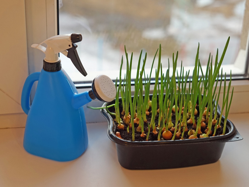Хотите мини-огород на подоконнике - начните с зеленого лука