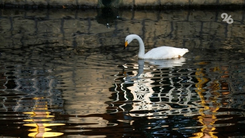      Фото: ИА «Победа26»