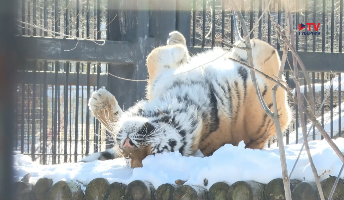     Тигрята Виолы из Воронежа. Источник: tv-gubernia.ru Автор фото: архив TV Губернии