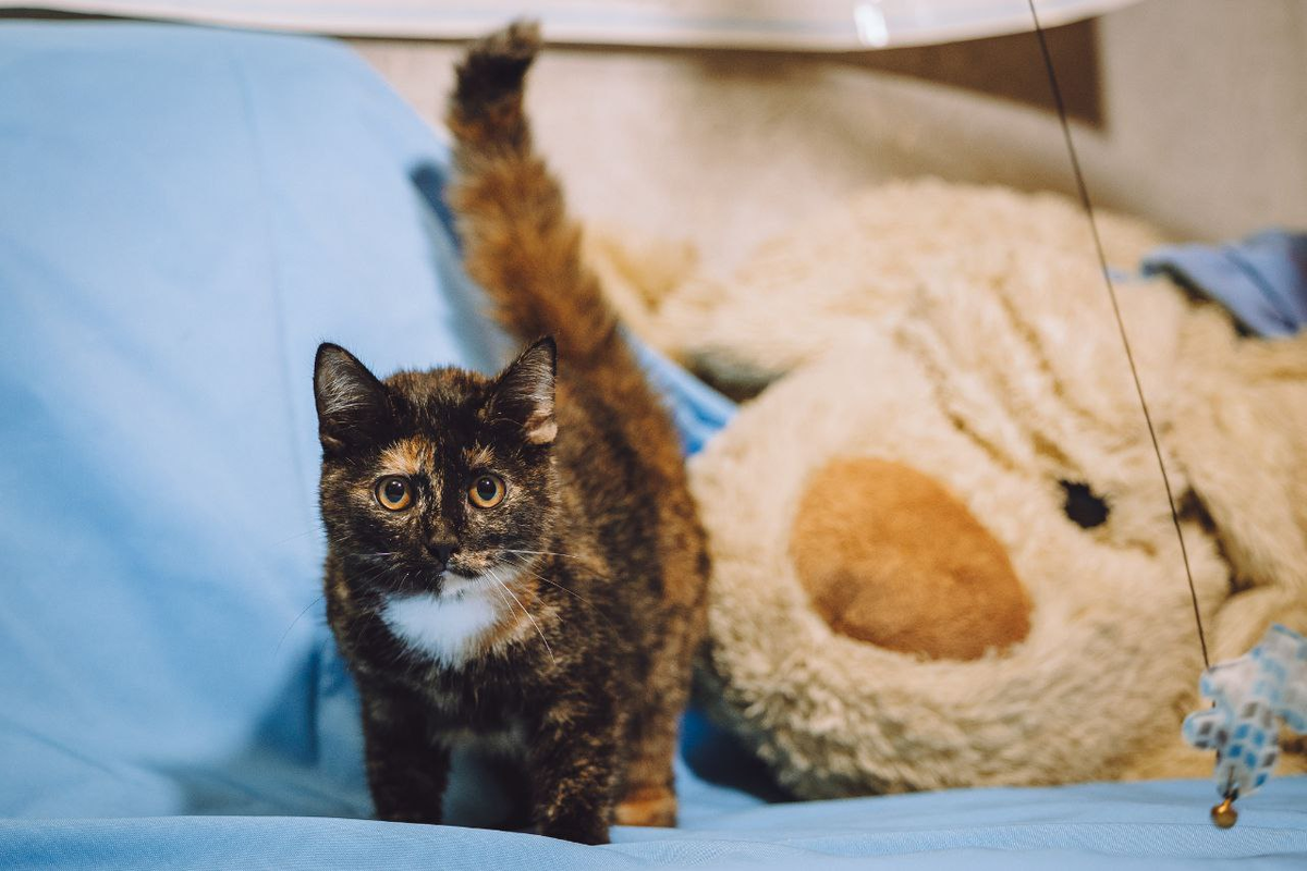 На фото милашка Бентли ❤️