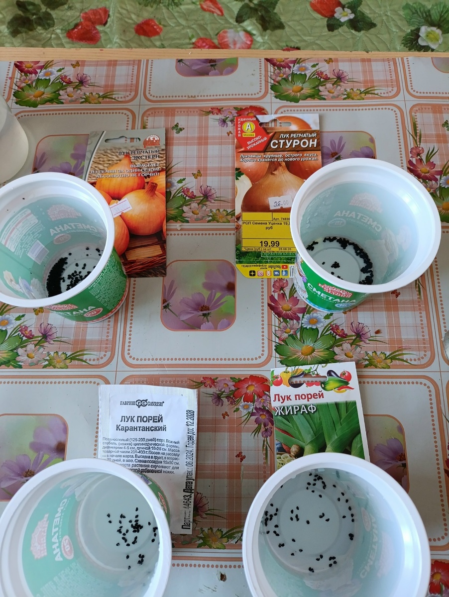 лук перед посадкой