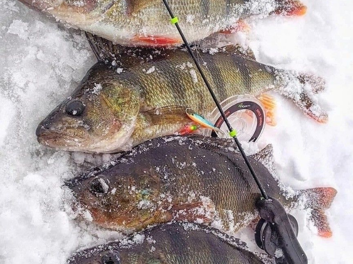 Зимняя рыбалка в феврале: особенности поведения рыбы перед весной
