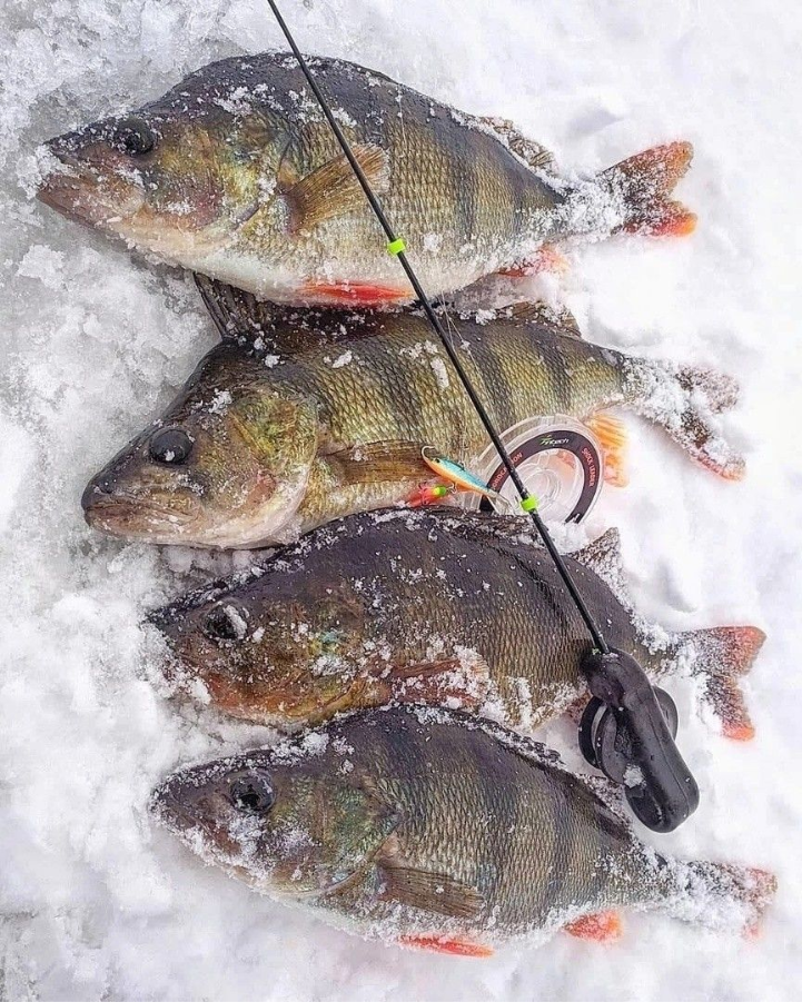 Сегодня расскажу, как ловить в феврале, где искать рыбу и почему именно сейчас можно поймать то, что не клюёт ни в январе, ни в марте.