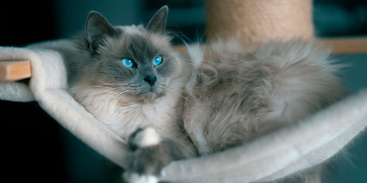 Бирманская кошка