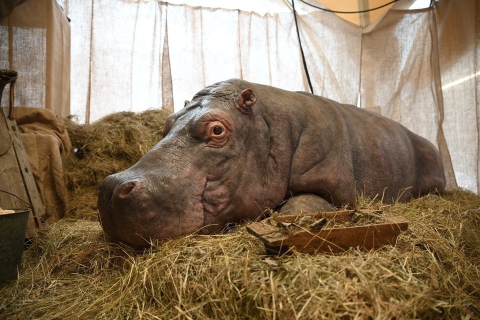    В Петербурге продлили выставку о блокадном зоосаде. Алексей БУЛАТОВ