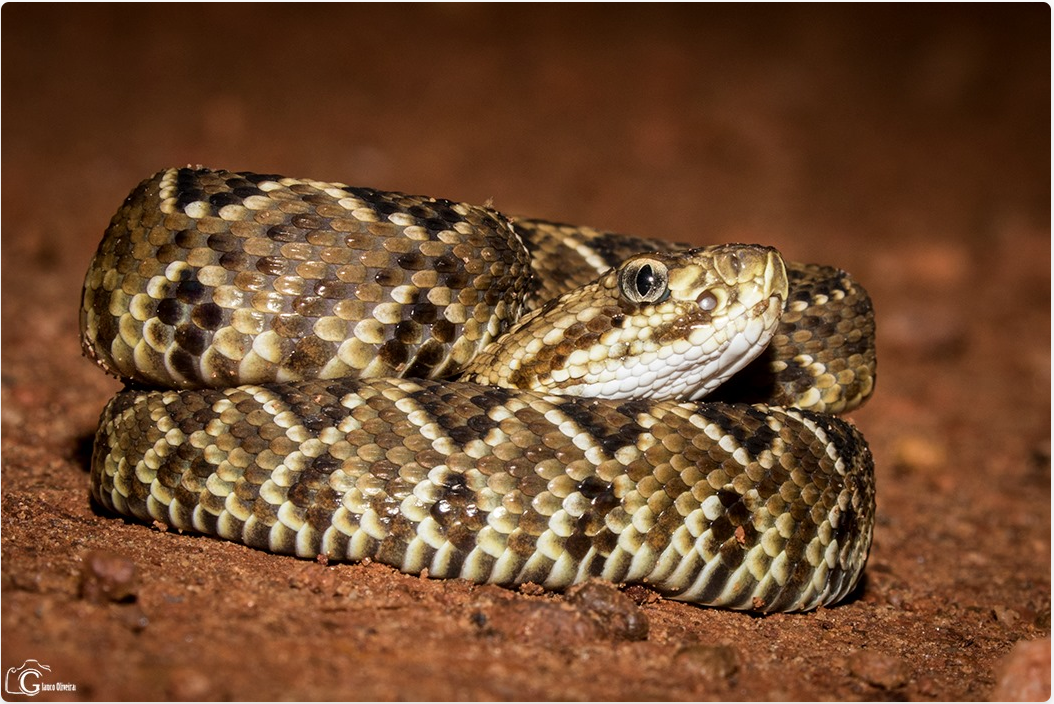 Змею сквадратило, ничего себе...