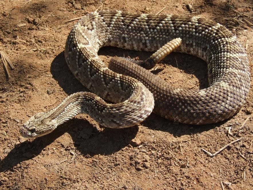 Грею пузо. Звонки не принимаю. По срочным — гремлю.