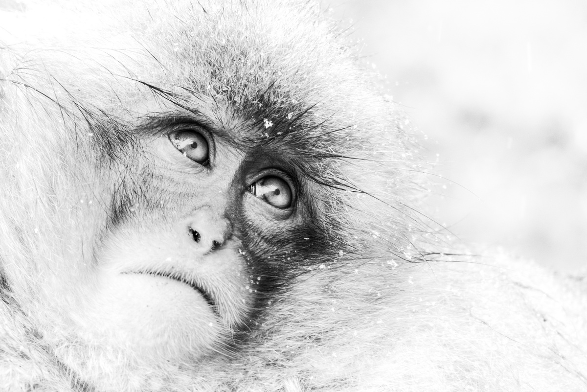 Манаска Мукхопадхай в своей работе «Выразительный взгляд» запечатлел глаза сородича Панча, которые напоминают о растерянной мордочке самого героя Интернета.