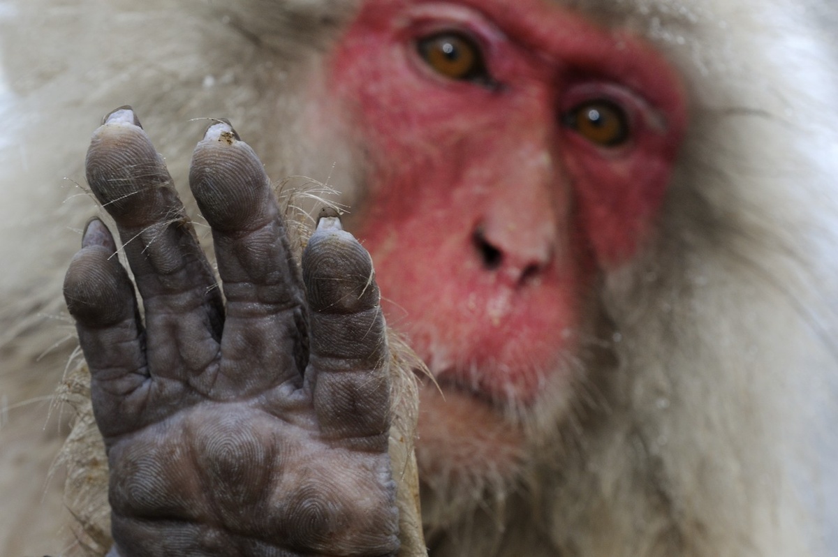 На втором фото Джаспера Дуиста «Такой, как вы» японский макак показывает лапу, похожую на руку человека.