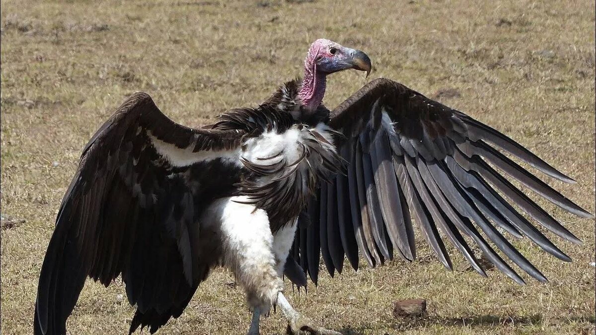 Стервятники.
