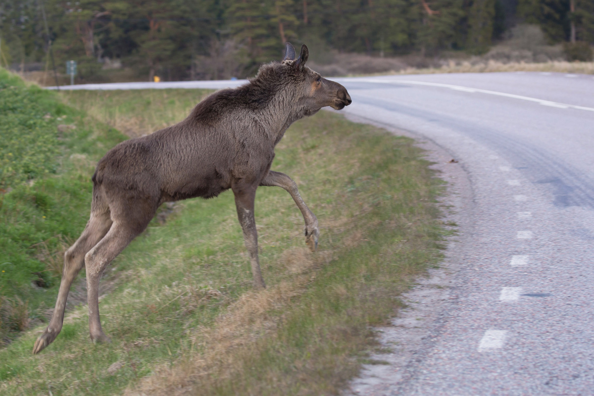    Фото: allanw / Shutterstock.com