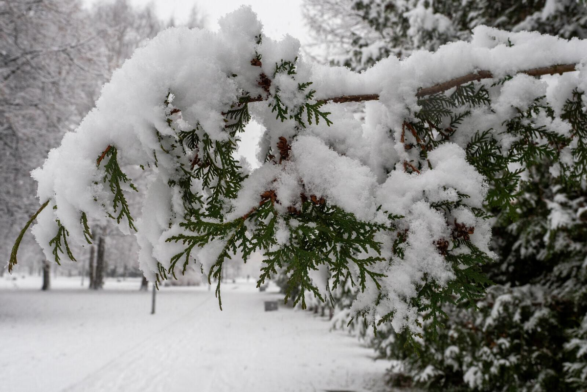 Олег Золото / «Петербургский дневник»