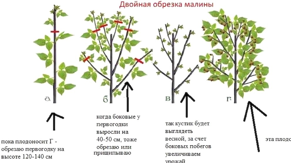 Обычная малина: как правильно нормировать побеги в марте, чтобы ягоды были крупными