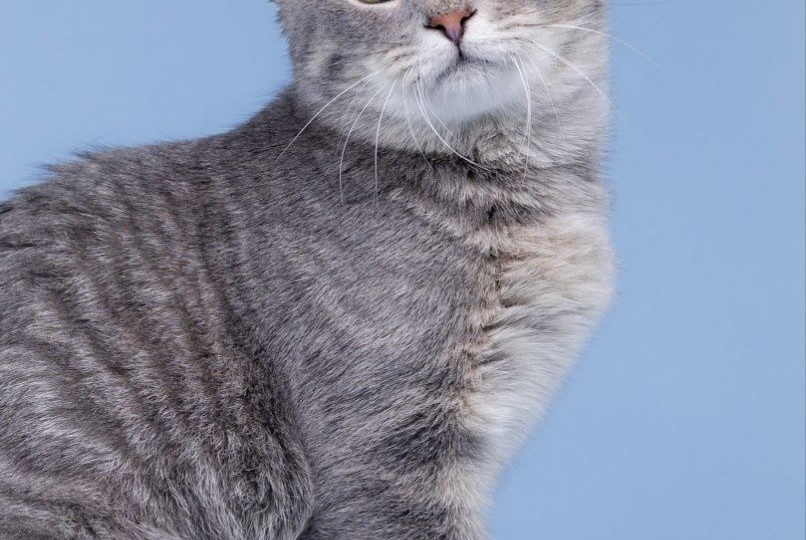 Котёнок, которого мама принесла к людям, прося о помощи. Теперь ему нужен свой человек