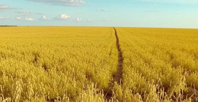    Фото: Медведева Анна, AgroXXI.ru