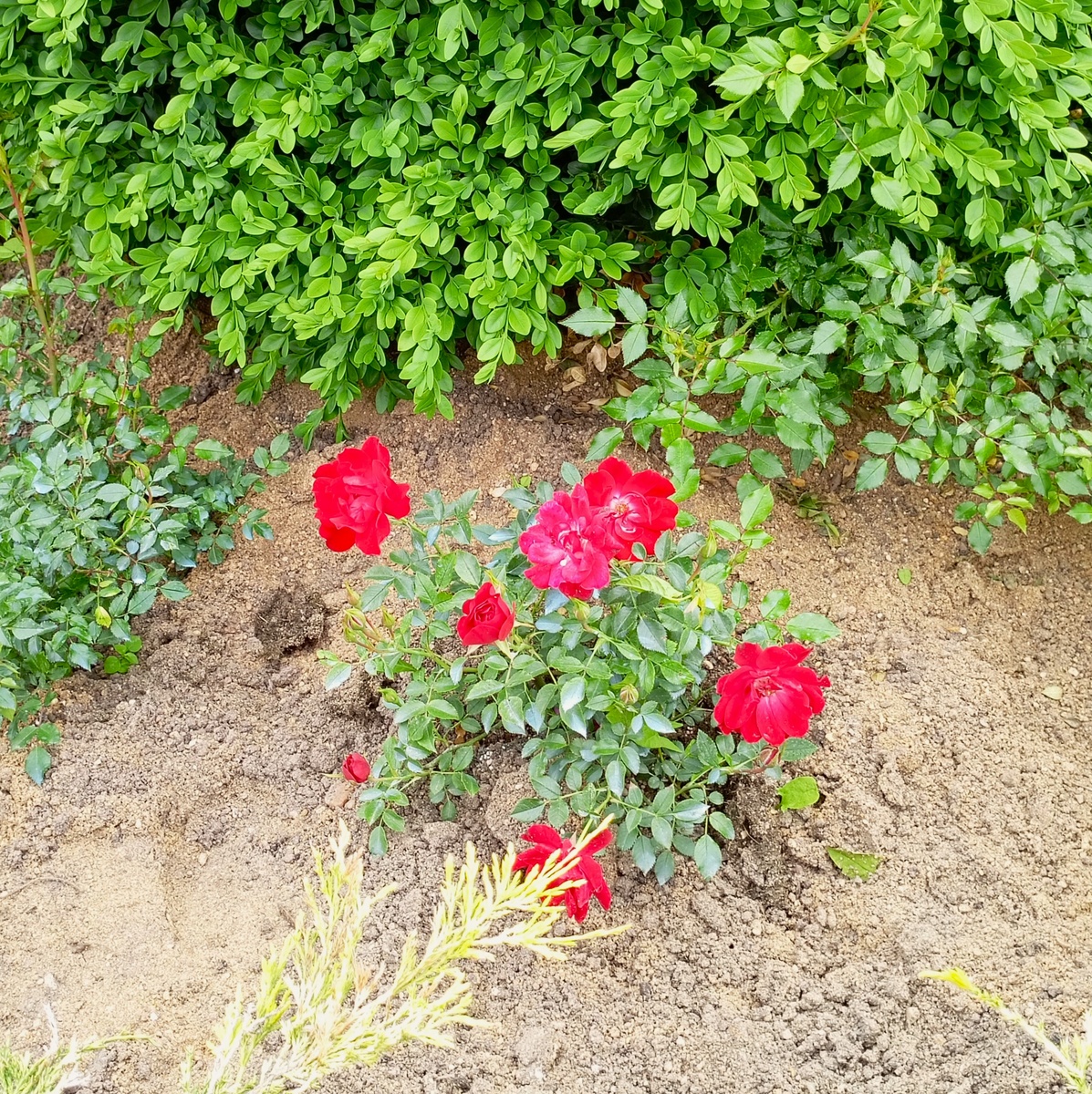 Флорибунда-первогодка Limesglut (Raspberry Royale), селекция Colin A. Pearce