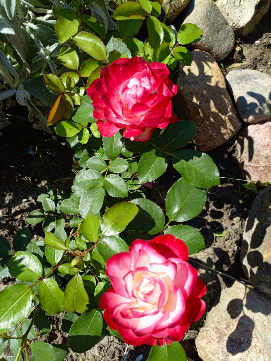 Флорибунда Jubile du Prince de Monaco, селекция Meilland