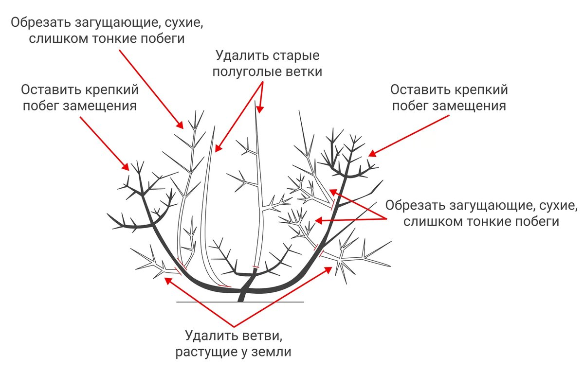 Жимолость: нужна ли ей обрезка в марте и как омолодить куст старше 10 лет