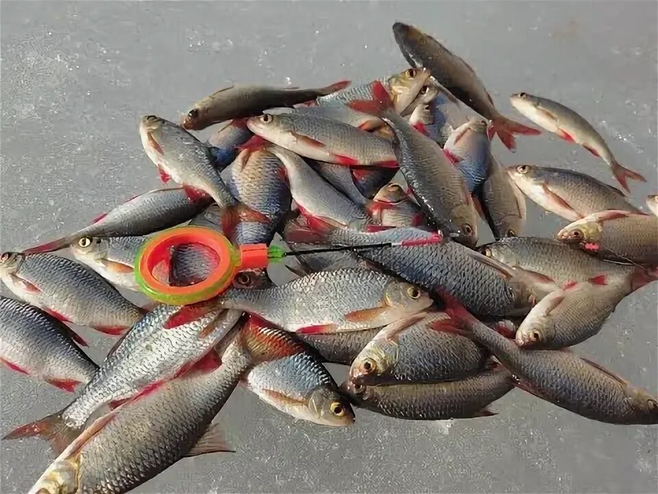 Зимняя ловля краснопёрки