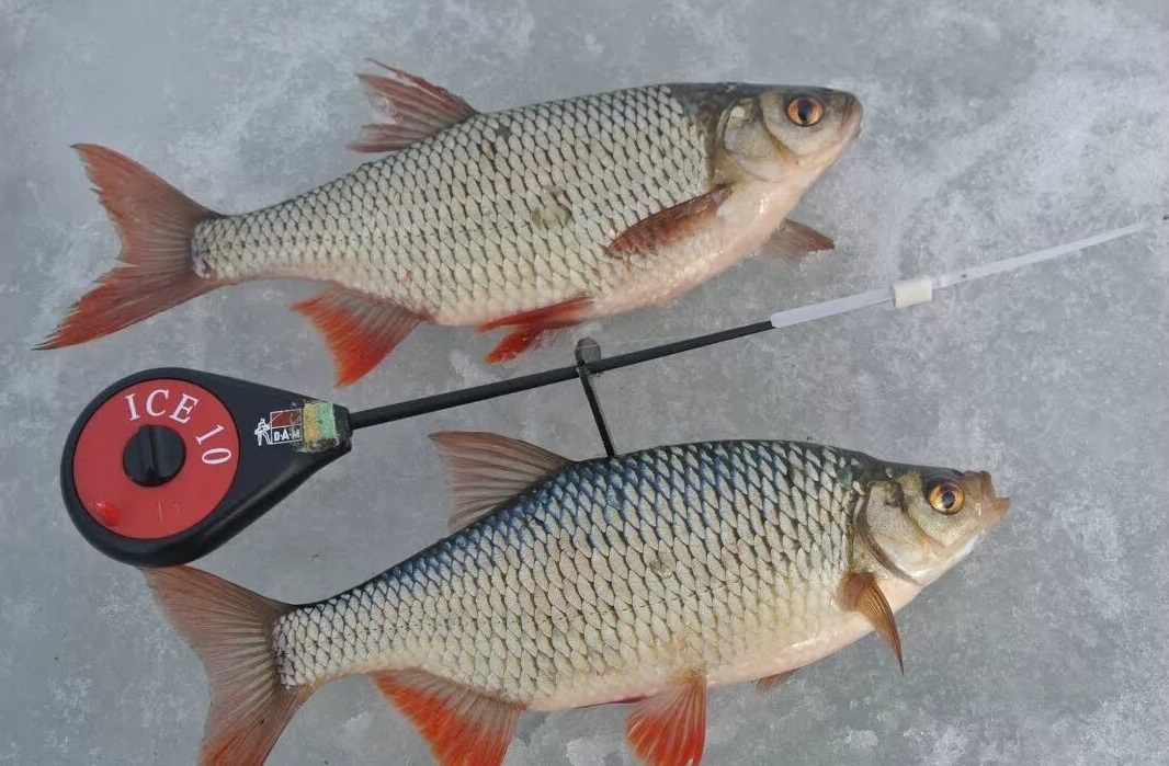 Ловля краснопёрки в зимний период