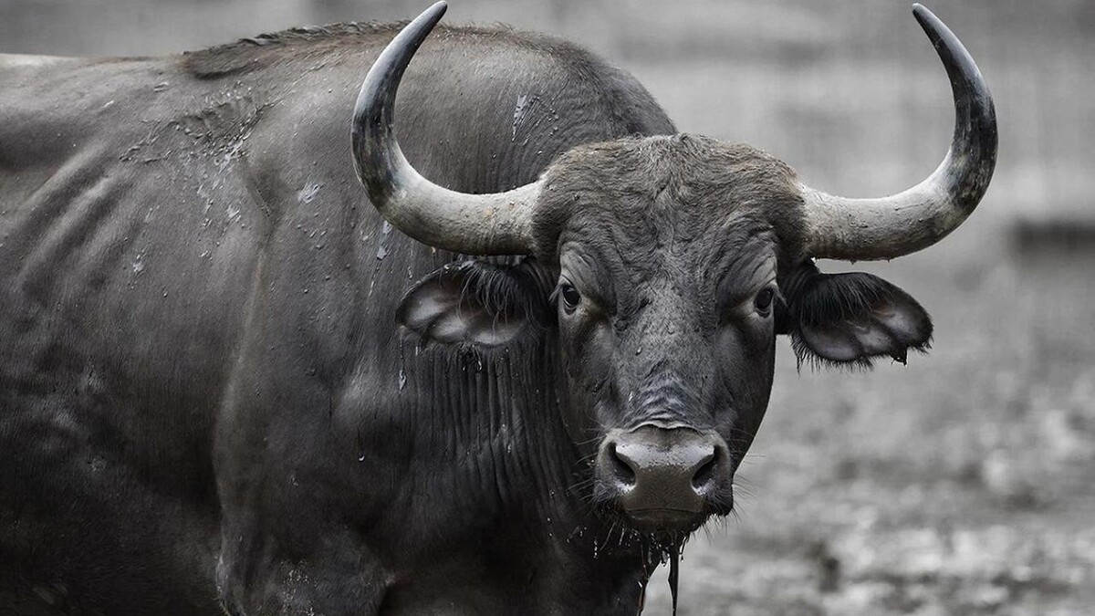    Изображение создано при помощи ИИ.