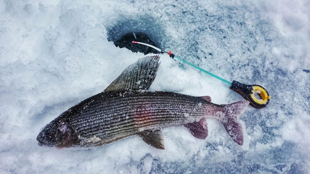 Зимняя рыбалка на хариуса