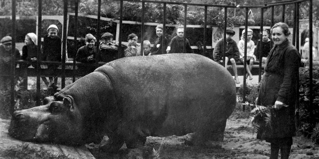 Мой отзыв на фильм "Красавица" и реальная история смотрительницы и бегемота из Ленинградского зоопарка