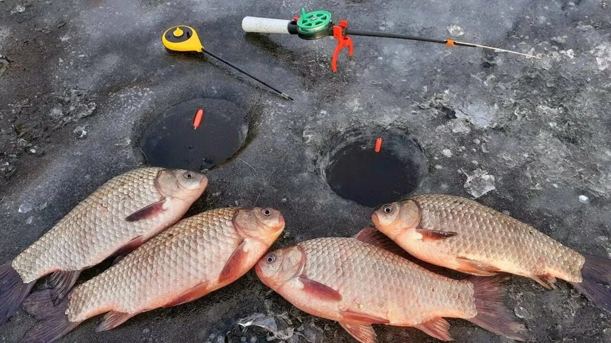 Активный клёв карася зимой