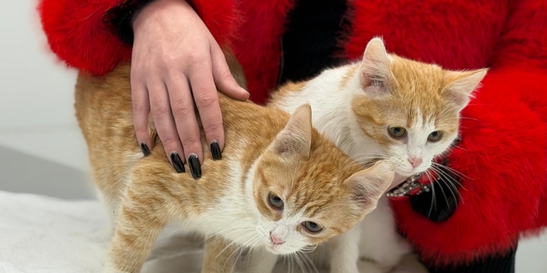 Кризис канала Зоомама.