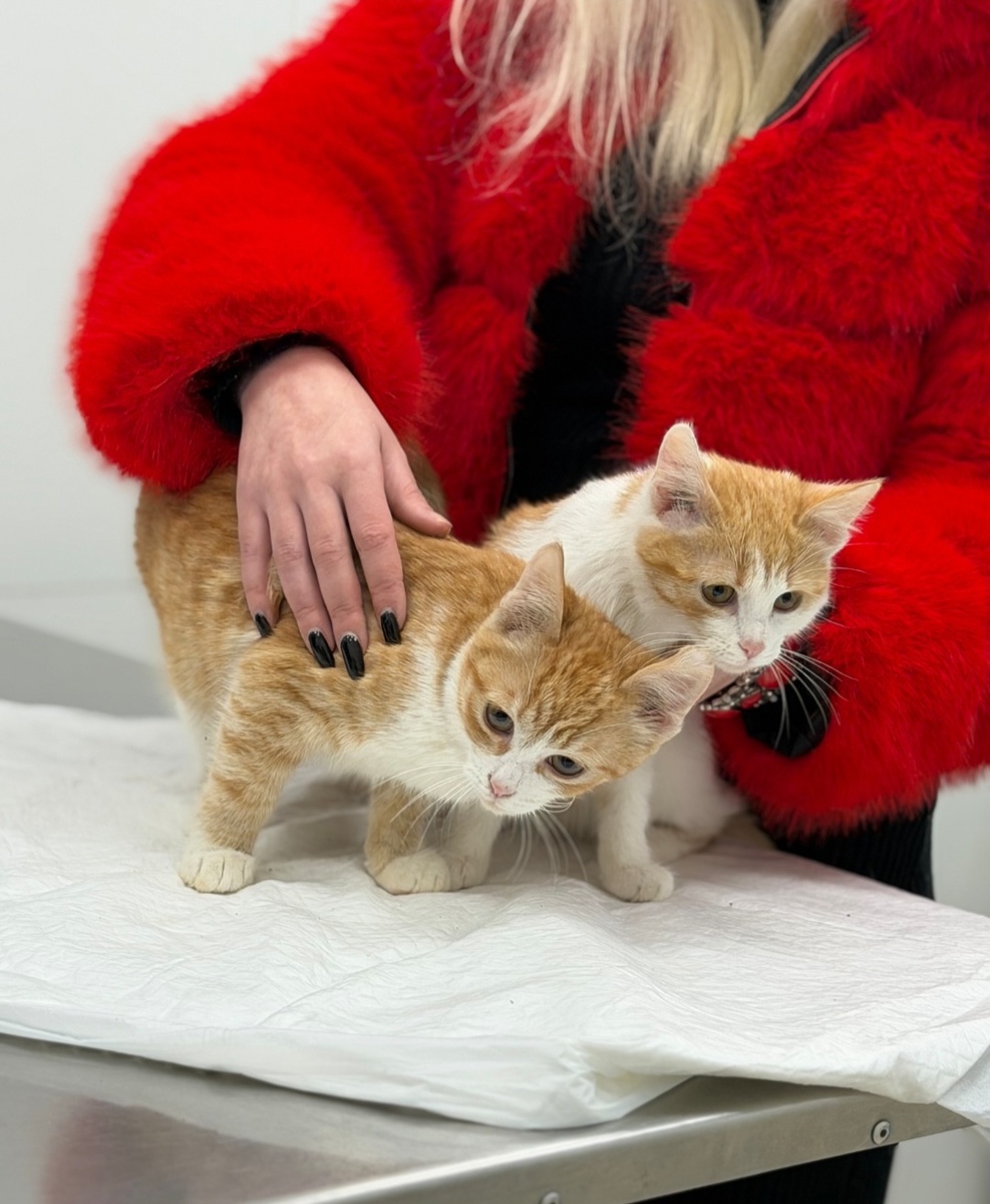 Котятки-фронтовички💔