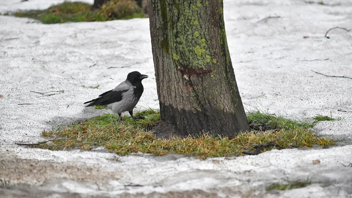    Погода в Москве. Сергей Киселев / АГН Москва