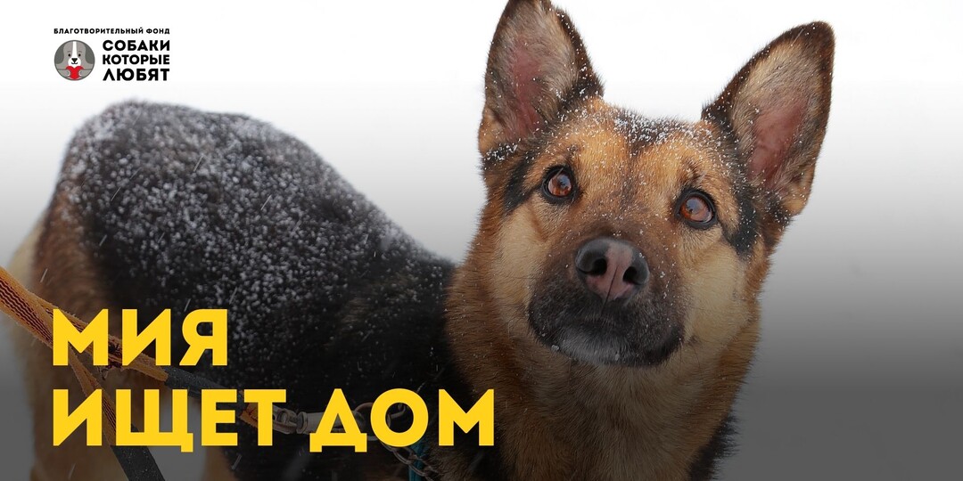 Мия ищет дом