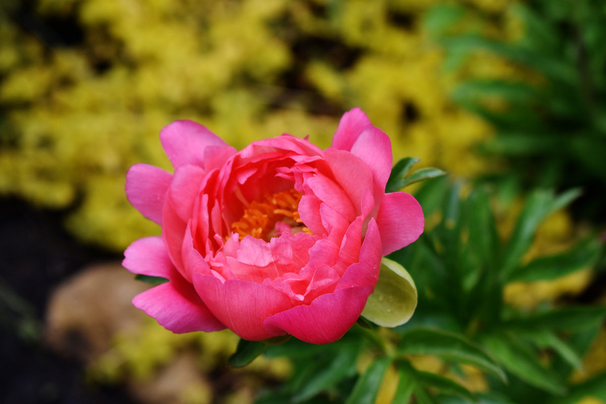 Пион "Корал Сансет" из Лемана Про.