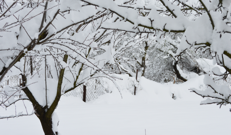 Фото автора. Станица. Январь 2026. Снегопад.