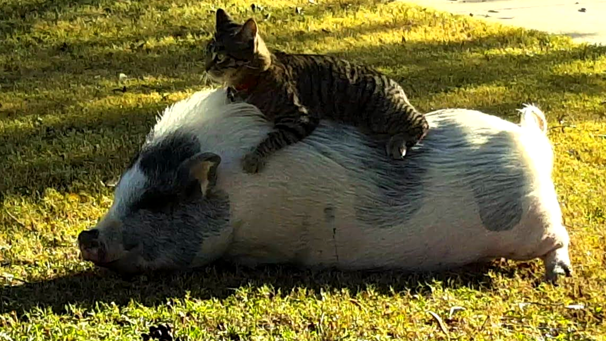 Вперед мой верный Леонгард!