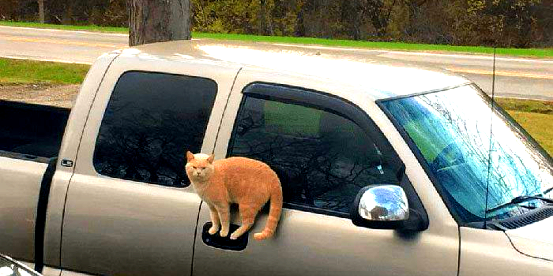 Кошки против правил: люди думают — диво, а то кошачьи таланты, 15 смешных фото, когда "глазам не веришь"