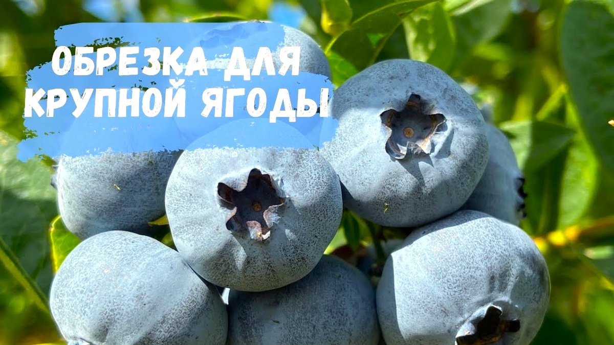 Голубика садовая: секреты обрезки кислой ягоды для повышения сладости плодов