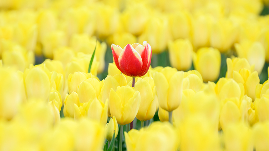    Как собрать красивый и недорогой букет: ТОП‑5 стойких цветов, которые не завянут быстро. Фото: www.globallookpress.com/Julian Stratenschulte