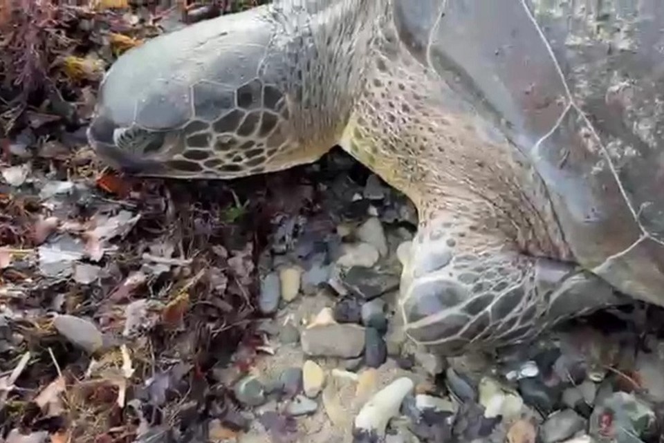    Черепаха может замерзнуть в Черном море. Фото: скриншот видео