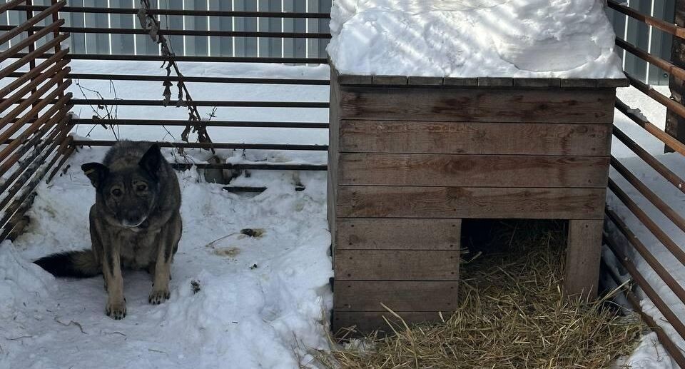    FEELDOG / «ВКонтакте»