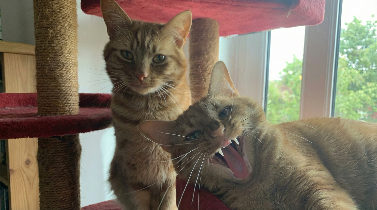 Интроверт и экстраверт. ЕЩЕ фото --->>