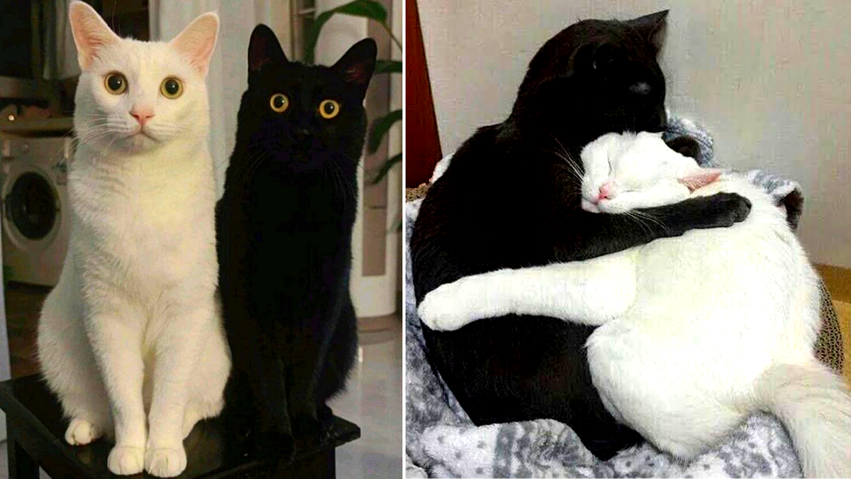 Свет и тьма...